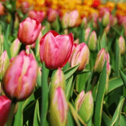 'Design Impression' Tulip -Greatgardenplants DesignImpressionTulip 2 5221bd4d 1297 4cfa aa8a 81202a6115cc
