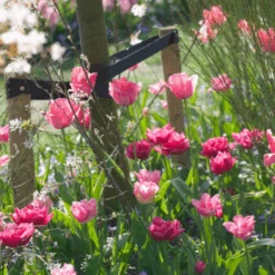 'Design Impression' Tulip -Greatgardenplants DesignImpressionTulip 5