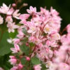 Yuki Cherry Blossom® Deutzia 1 Yuki Cherry Blossom® Deutzia -Greatgardenplants Deutzia Yuki Cherry Blossom 1 P