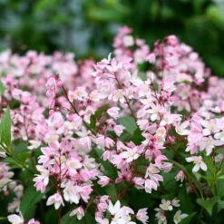 Yuki Cherry Blossom® Deutzia -Greatgardenplants Deutzia Yuki Cherry Blossom 4 P