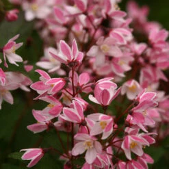 Yuki Cherry Blossom® Deutzia -Greatgardenplants Deutzia Yuki Cherry Blossom 5 P