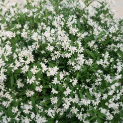 Yuki Snowflake® Deutzia -Greatgardenplants Deutzia Yuki Snowflake 4 P