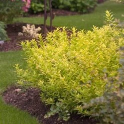 Chardonnay Pearls® Deutzia -Greatgardenplants Deutzia Chardonnay Pearls 3 P sw