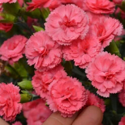 Fruit Punch® 'Classic Coral' Dianthus -Greatgardenplants Dianthus ClassicCoral PP30048CPBRAF0001lowres