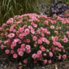 Fruit Punch® 'Classic Coral' Dianthus -Greatgardenplants Dianthus ClassicCoral PP30048CPBRAF0002lowres