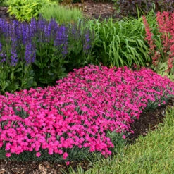 'Paint The Town Magenta' Dianthus -Greatgardenplants Dianthus Paint the Town Magenta 2 P