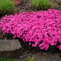 'Paint The Town Magenta' Dianthus -Greatgardenplants Dianthus Paint the Town Magenta 3 P