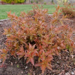 Kodiak® Red 2.0 Diervilla -Greatgardenplants Diervilla Kodiak Red 2 P1202456