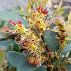 Buckhead™ Bold Distylium -Greatgardenplants DistyliumBuckheadBold20210330 093657 800x800 1691910