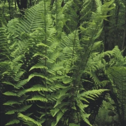 Dixie Wood Fern (Dryopteris) -Greatgardenplants DixieWoodFern