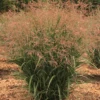 Dream Catcher® Smoky Rose® Switchgrass (Panicum) -Greatgardenplants Dream Catcher Smoky Rose Switchgrass Panicum