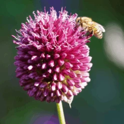 Drumstick Allium -Greatgardenplants DrumsticksAllium 3