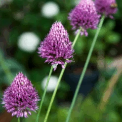 Drumstick Allium -Greatgardenplants DrumsticksAllium 4