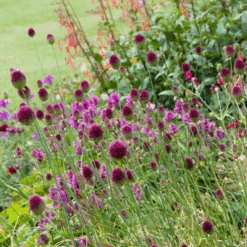 Drumstick Allium -Greatgardenplants DrumsticksAllium 5