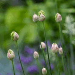Drumstick Allium -Greatgardenplants DrumsticksAllium 6