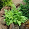 Marginal Wood Fern -Greatgardenplants Dryopteris marginalis