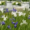 Dutch Iris Mixture