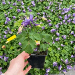 Earlybird™ Purple Blue Columbine (Aquilegia) 9 Earlybird™ Purple Blue Columbine (Aquilegia) -Greatgardenplants Earlybird Purple Blue Columbine Aquilegia 1