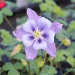 Earlybird™ Purple Blue Columbine (Aquilegia) 8 Earlybird™ Purple Blue Columbine (Aquilegia) -Greatgardenplants Earlybird Purple Blue Columbine Aquilegia 3705ba71 2c05 4e51 a60e d1e9307bb423