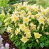 Earlybird™ Yellow Columbine (Aquilegia) -Greatgardenplants Earlybird Yellow Columbine Aquilegia