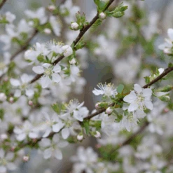 Easy As Pie™ Bush Cherry (Prunus) -Greatgardenplants EasyAsPie BushCherry Prunus 1