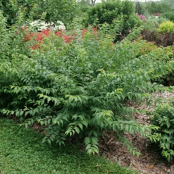 Easy As Pie™ Bush Cherry (Prunus) -Greatgardenplants EasyAsPie BushCherry Prunus 2
