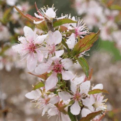 Easy As Pie™ Bush Cherry (Prunus) -Greatgardenplants EasyAsPie BushCherry Prunus 6