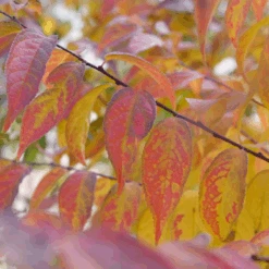 Easy As Pie™ Bush Cherry (Prunus) -Greatgardenplants EasyAsPie BushCherry Prunus 7