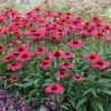 Kismet® Raspberry Coneflower -Greatgardenplants Echinacea Kismet Raspberry 1 P