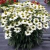 Kismet® White Coneflower -Greatgardenplants Echinacea Kismet White 1