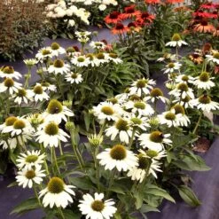 Kismet® White Coneflower -Greatgardenplants Echinacea Kismet White 2
