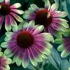 'Sweet Sandia' Coneflower -Greatgardenplants Echinacea Sweet Sandia 2