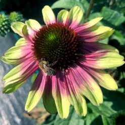 'Sweet Sandia' Coneflower -Greatgardenplants Echinacea Sweet Sandia 5