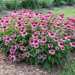 Double Coded® 'Everything's Rosy' Coneflower (Echinacea) -Greatgardenplants Echinacea Everything s Rosy 2