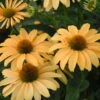 Color Coded® 'One In A Melon' Coneflower -Greatgardenplants Echinacea OneinaMelon Coneflower