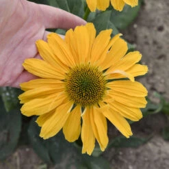 Color Coded® 'One In A Melon' Coneflower -Greatgardenplants Echinacea OneinaMelon Coneflower 2