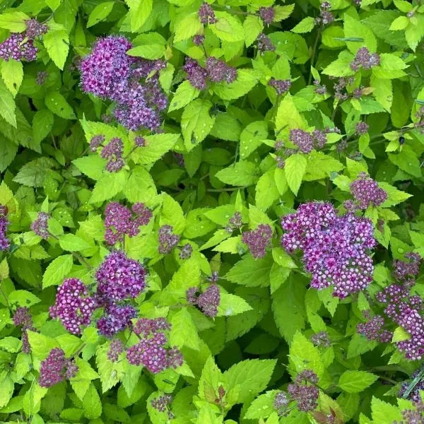 Double Play® Dolly™ Spirea 6 Double Play® Dolly™ Spirea - Image 4