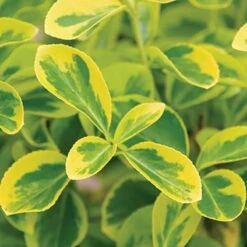 Gold Splash® Wintercreeper -Greatgardenplants Euonymus Gold Splash 3 sw