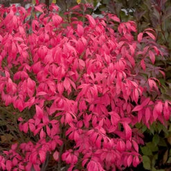 Unforgettable Fire® Burning Bush -Greatgardenplants Euonymus Unforgettable Fire 4 P