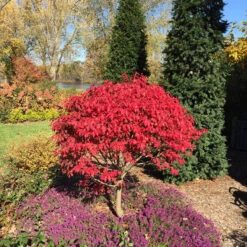 Unforgettable Fire® Burning Bush -Greatgardenplants Euonymus Unforgettable Fire 5 P