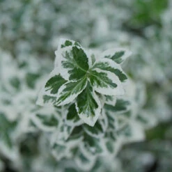 White Album® Wintercreeper -Greatgardenplants Euonymus White Album 3
