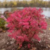 Fire Ball Seedless™ Burning Bush -Greatgardenplants EuonymusFireBallSeedlessP1249911 800x800 905cab0