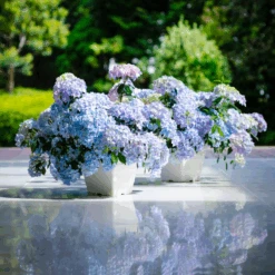 Fairytrail Fresco™ Cascade Hydrangea 13 Fairytrail Fresco™ Cascade Hydrangea -Greatgardenplants FairytrailFresco CascadeHydrangea