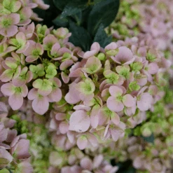 Fairytrail Fresco™ Cascade Hydrangea 12 Fairytrail Fresco™ Cascade Hydrangea -Greatgardenplants FairytrailFresco CascadeHydrangea 2