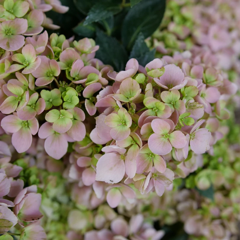 Fairytrail Fresco™ Cascade Hydrangea 6 Fairytrail Fresco™ Cascade Hydrangea - Image 4