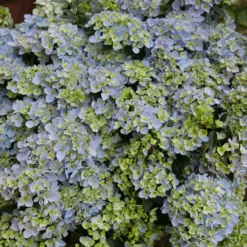 Fairytrail Fresco™ Cascade Hydrangea 11 Fairytrail Fresco™ Cascade Hydrangea -Greatgardenplants FairytrailFresco CascadeHydrangea 3