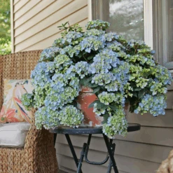 Fairytrail Fresco™ Cascade Hydrangea