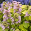 Feathered Friends™ 'Flashy Flamingo' Bugleweed -Greatgardenplants Feathered Friends Flashy Flamingo 2 800x800 8254790