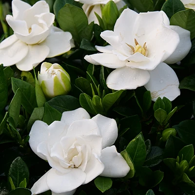 Steady As She Goes™ Gardenia 3 Steady As She Goes™ Gardenia