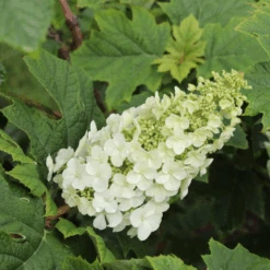 Gatsby Glow Ball™ Oakleaf Hydrangea -Greatgardenplants GatsbyGlowBall OakleafHydrangea 2